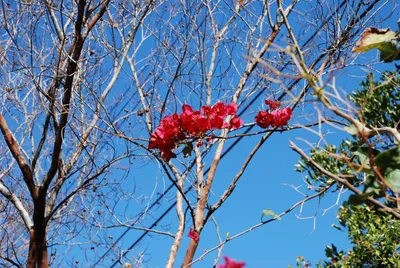 DSC_0037 (Large).JPG